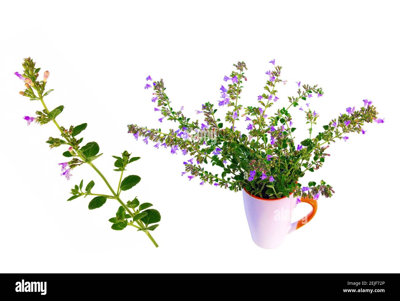 Blühende Minzpflanzen im Bündel isoliert auf weißem Hintergrund Stockfoto