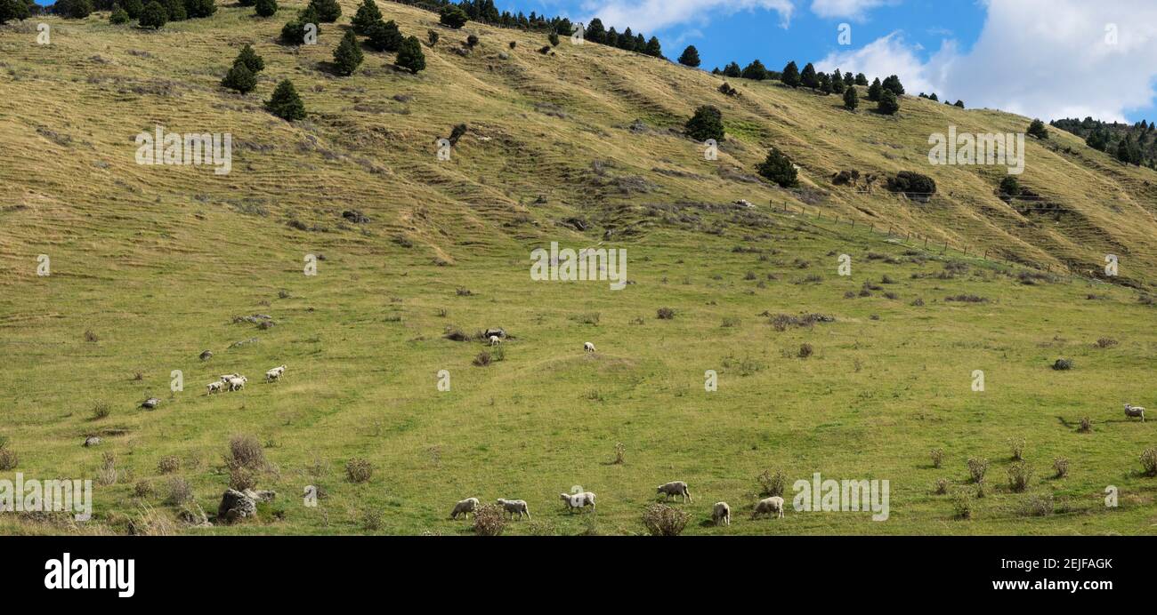 Schafe weiden auf Hügel, Taihape, Manawatu-Wanganui, Nordinsel, Neuseeland Stockfoto