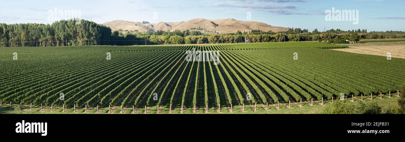 Weinberg von der Breckenridge Lodge, Hastings District, Hawke's Bay Region, Nordinsel, Neuseeland Stockfoto