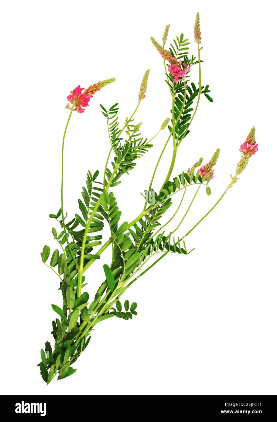 Dekorative Zweige von Sainfoin in Blüte, isoliert auf weißem Hintergrund. Stockfoto