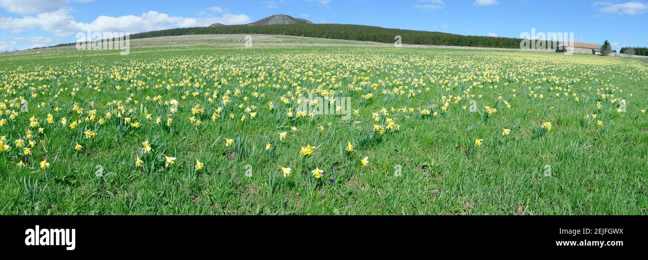 Daffodil blüht auf einem Feld, Les Estables, Mont Mezenc, Ardeche, Rhone-Alpes, Massif Central, Frankreich Stockfoto