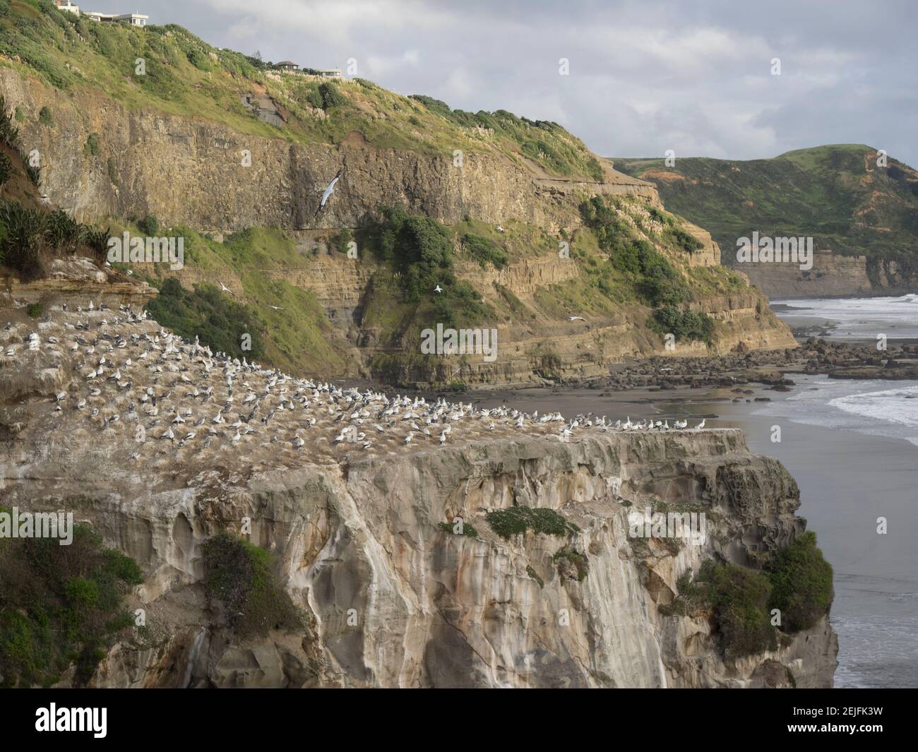 Kolonie von Gannet auf Felsen, Muriwai Beach, Auckland, Nordinsel, Neuseeland Stockfoto