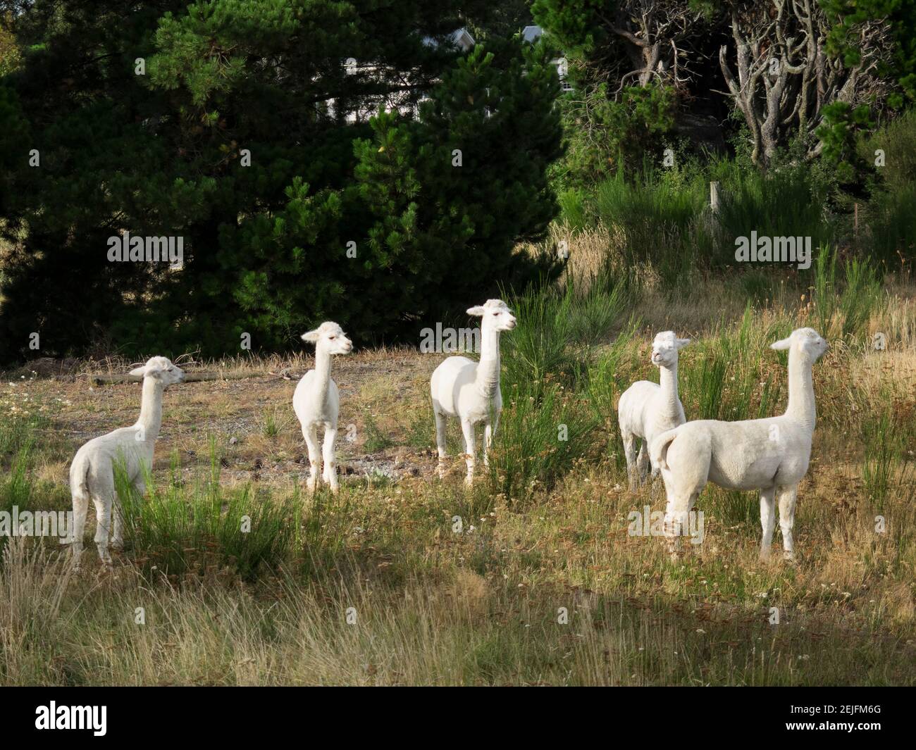 Lamas stehen in einem Wald, Canterbury, Südinsel, Neuseeland Stockfoto