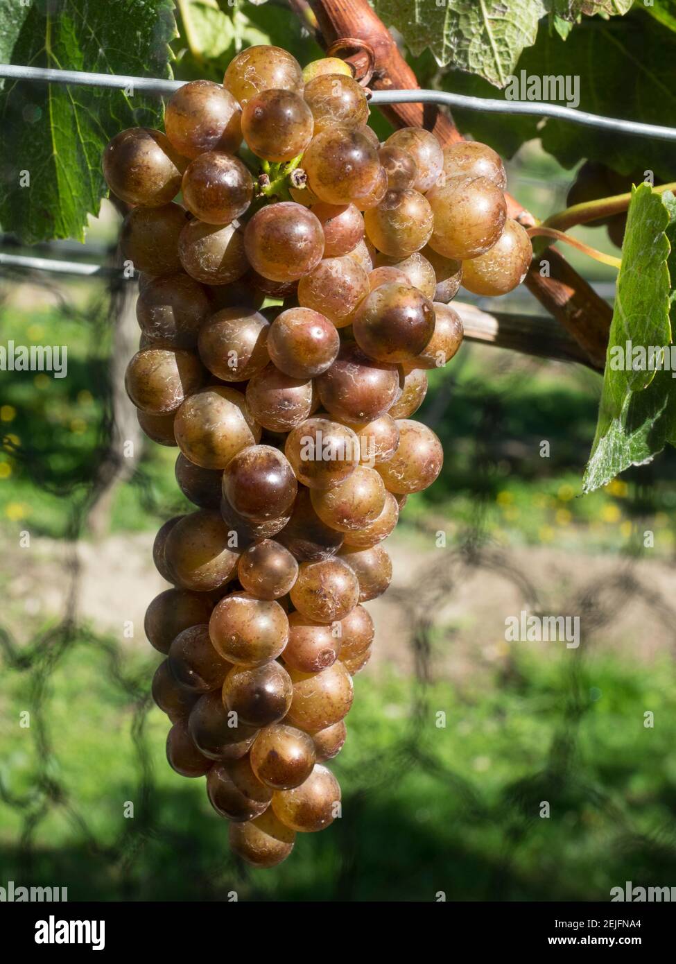 Nahaufnahme der Chardonnay-Trauben in der Amisfield Winery, Queenstown-Lakes District, Otago, South Island, Neuseeland Stockfoto