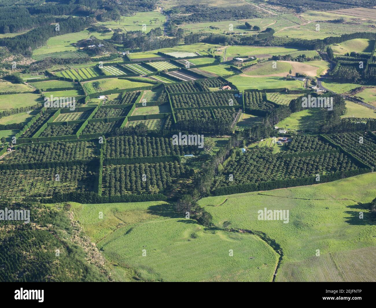 Luftaufnahme von Field, Northland, North Island, Neuseeland Stockfoto