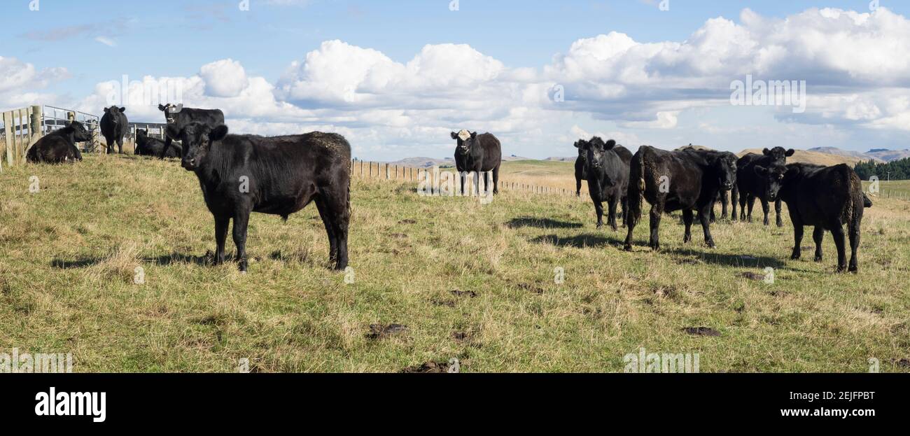 Rinder entlang der Taihape-Napier Straße, Moawhango, Manawatu-Wanganui, Nordinsel, Neuseeland Stockfoto