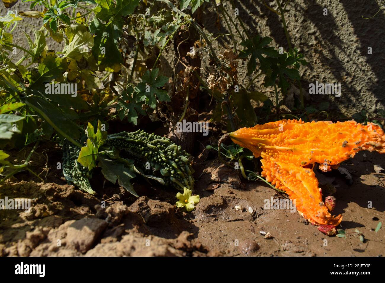 Bittergourd oder Balsambirne über gereift auf grün wachsenden frischen Pflanze. Grüne Bittermelone verwandelte sich in orange gelbe Farbe aufgrund überreifer Split offen Stockfoto