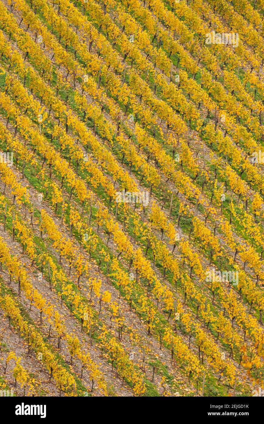 Erhöhte Ansicht des Weinbergs im Herbst, Bacharach, Mainz-Bingen, Rheinland-Pfalz, Deutschland Stockfoto