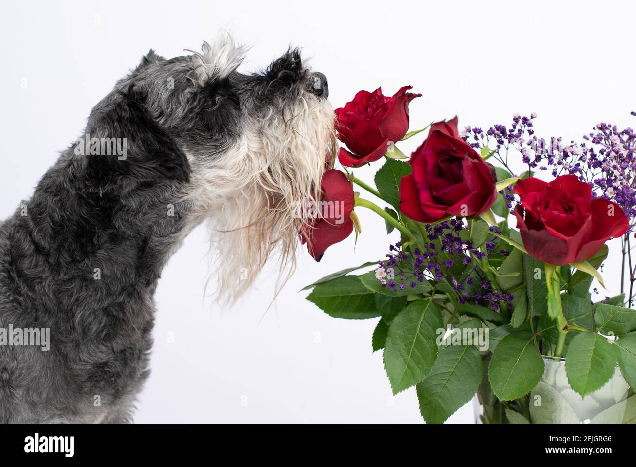 Hund riechende Rose. Geruchssinn-Konzept. Miniatur schnauzer Rasse im Profil auf weißem Hintergrund. Stockfoto