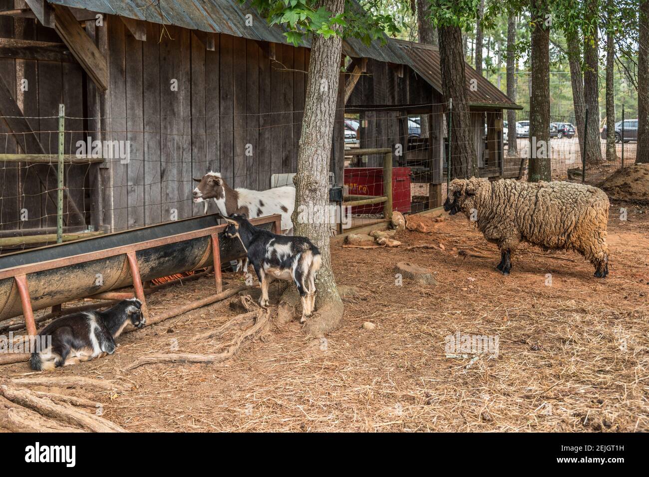 Ein paar Ziegen und ein Schaf mit einem dicken Wollmantel Streicheltiere Tiere auf einem Bauernhof essen und nehmen Eine Pause hinter einer Scheune in einem Outdoor-Stift Stockfoto