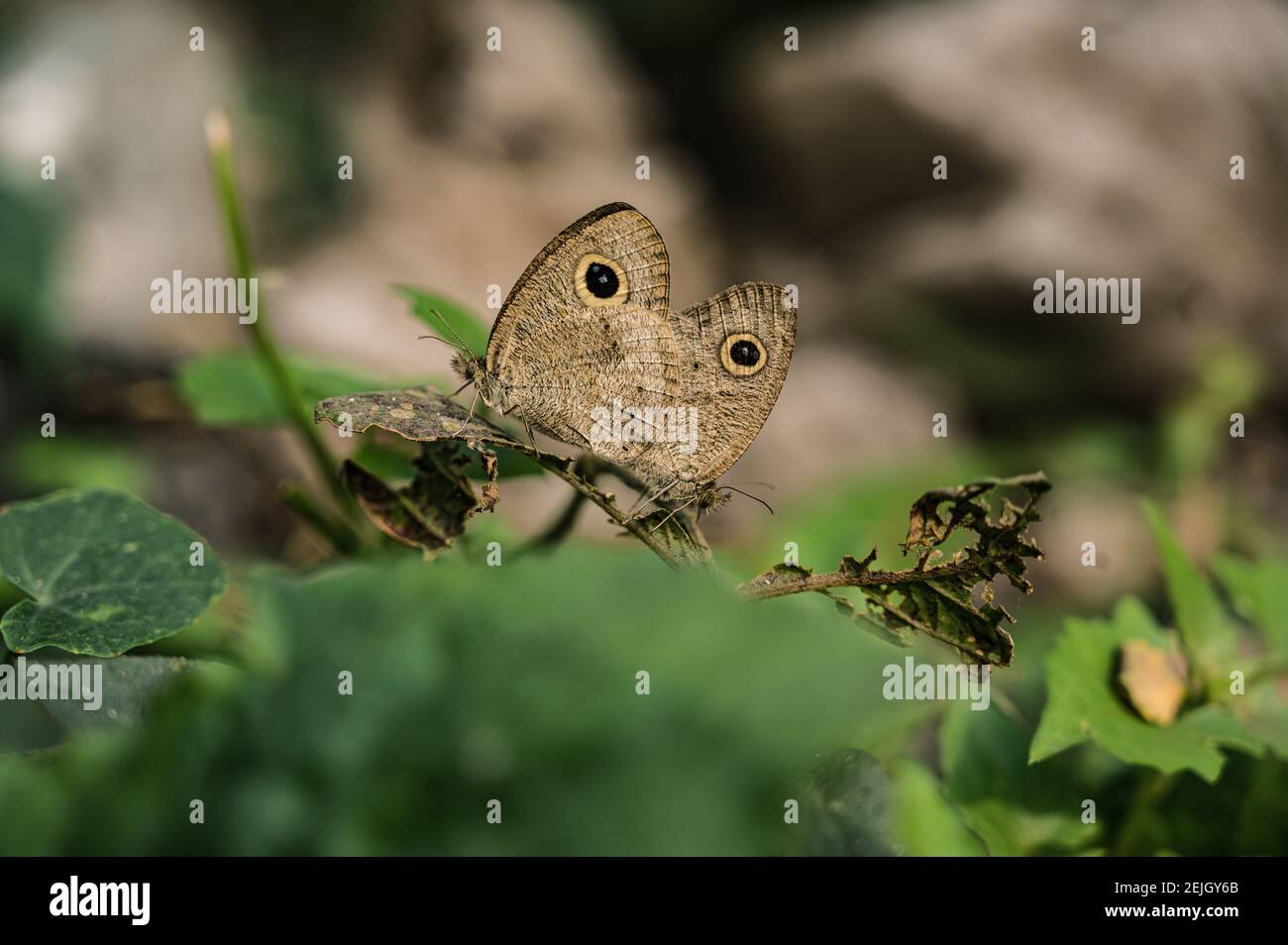 Das gemeinsame Five-Ring (Ypthima Baldus) Schmetterlingspaarpaar. Es ist eine Art von Satyrinae Schmetterling in Asien gefunden. Tehatta, Westbengalen. Indien. Stockfoto
