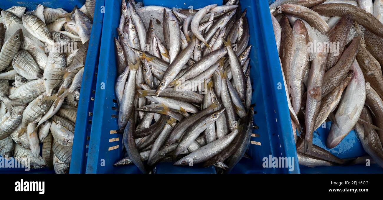 Blick von Fischen in Kisten auf dem Markt, Türkischer Basar, Akko, Israel Stockfoto
