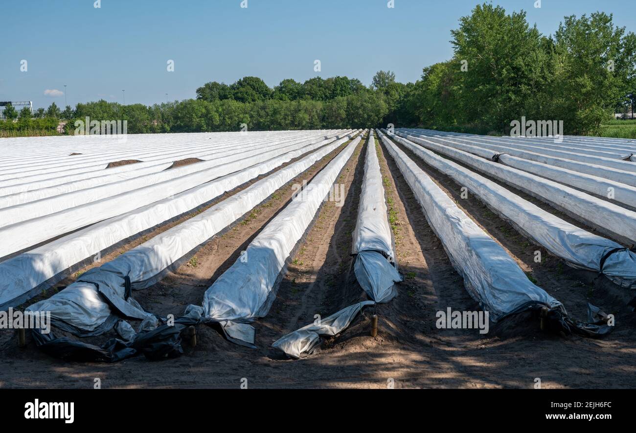 Weißes Spargelfeld mit Reihen mit weißer Plastikfolie an sonnigen Tag bedeckt Stockfoto