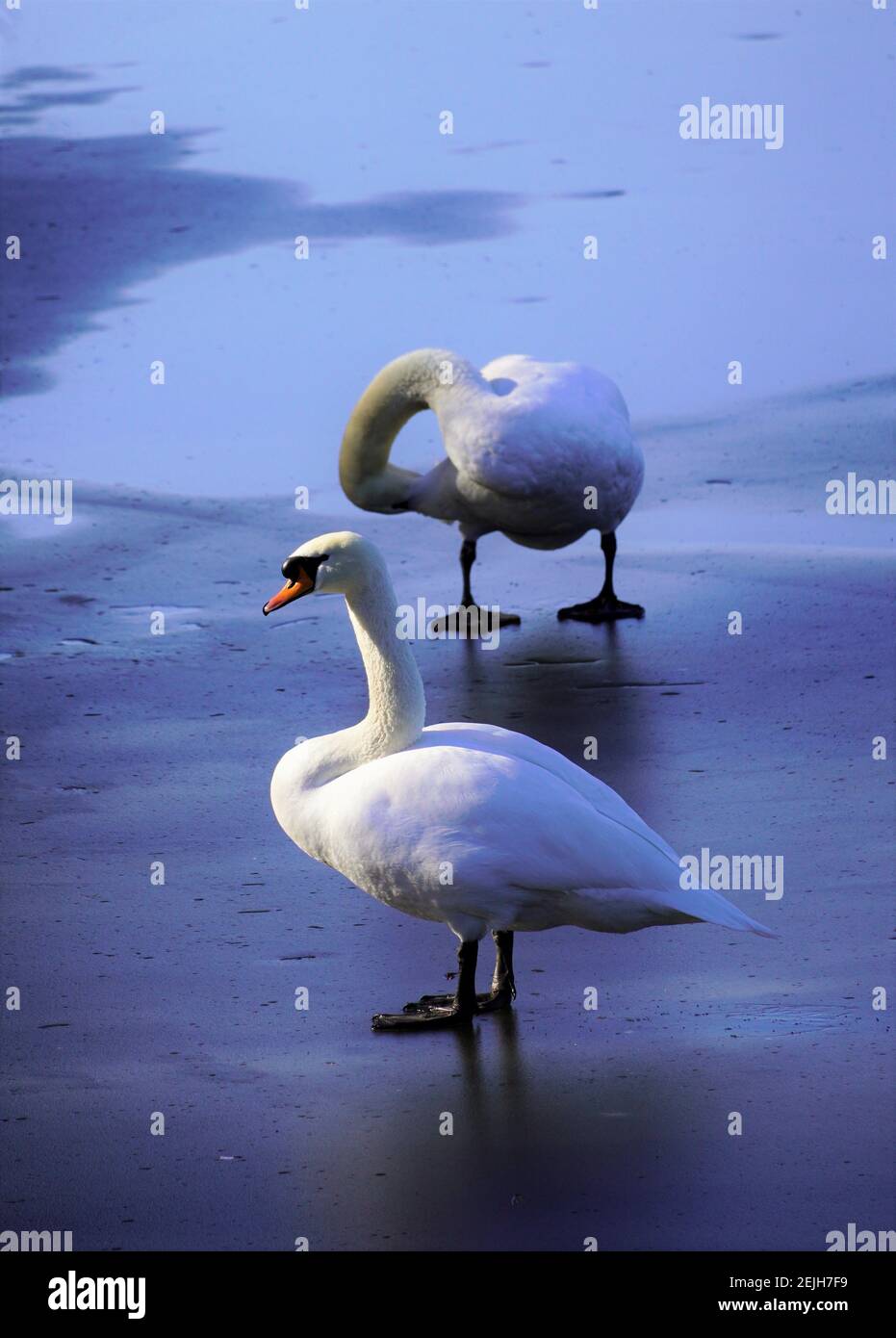 Weißer Schwan auf einem gefrorenen See. Gefrorene blaue Wasseroberfläche eines Teiches mit einem Schwan in der Mitte. Stockfoto