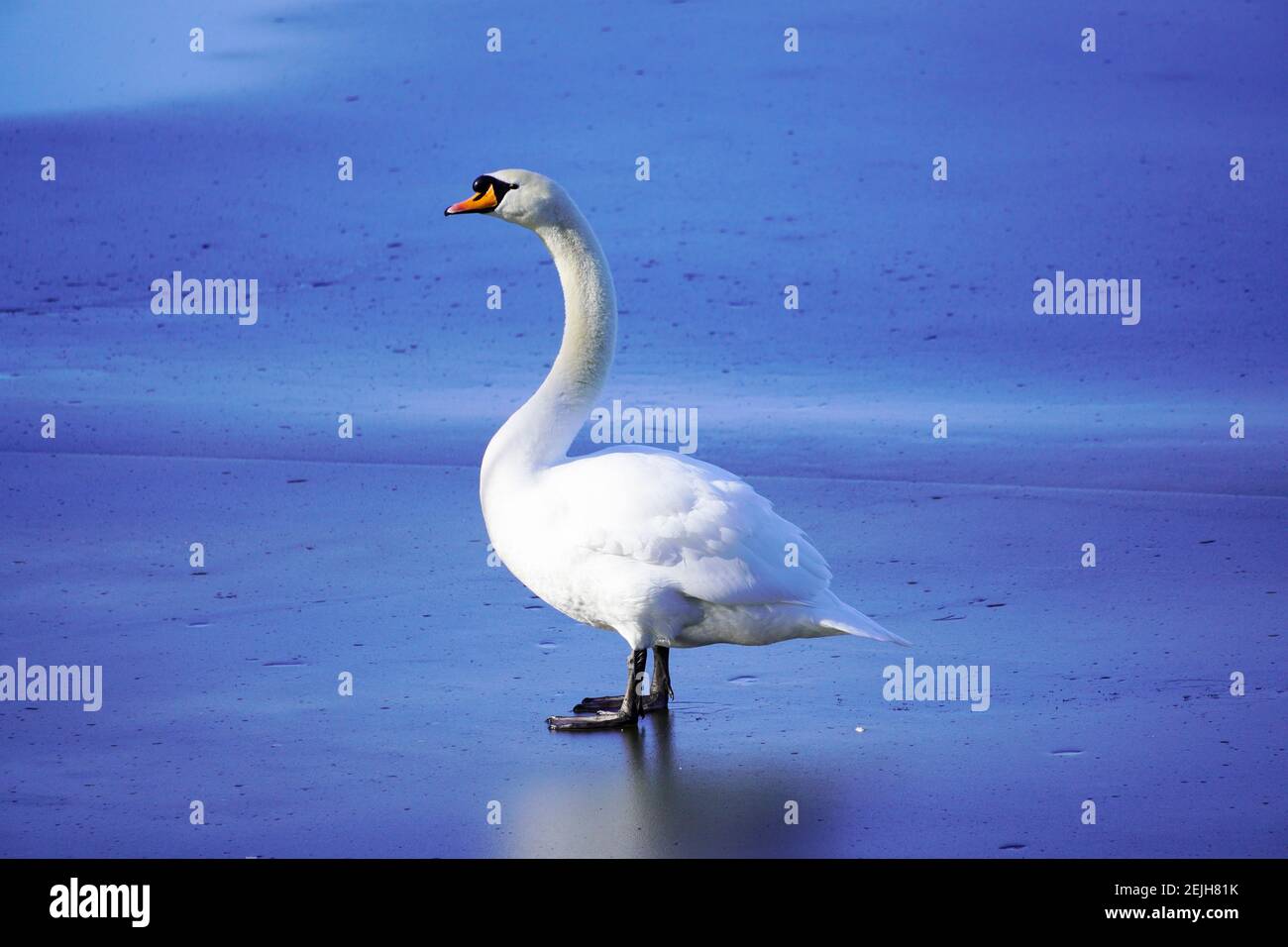 Weißer Schwan auf einem gefrorenen See. Gefrorene blaue Wasseroberfläche eines Teiches mit einem Schwan in der Mitte. Stockfoto