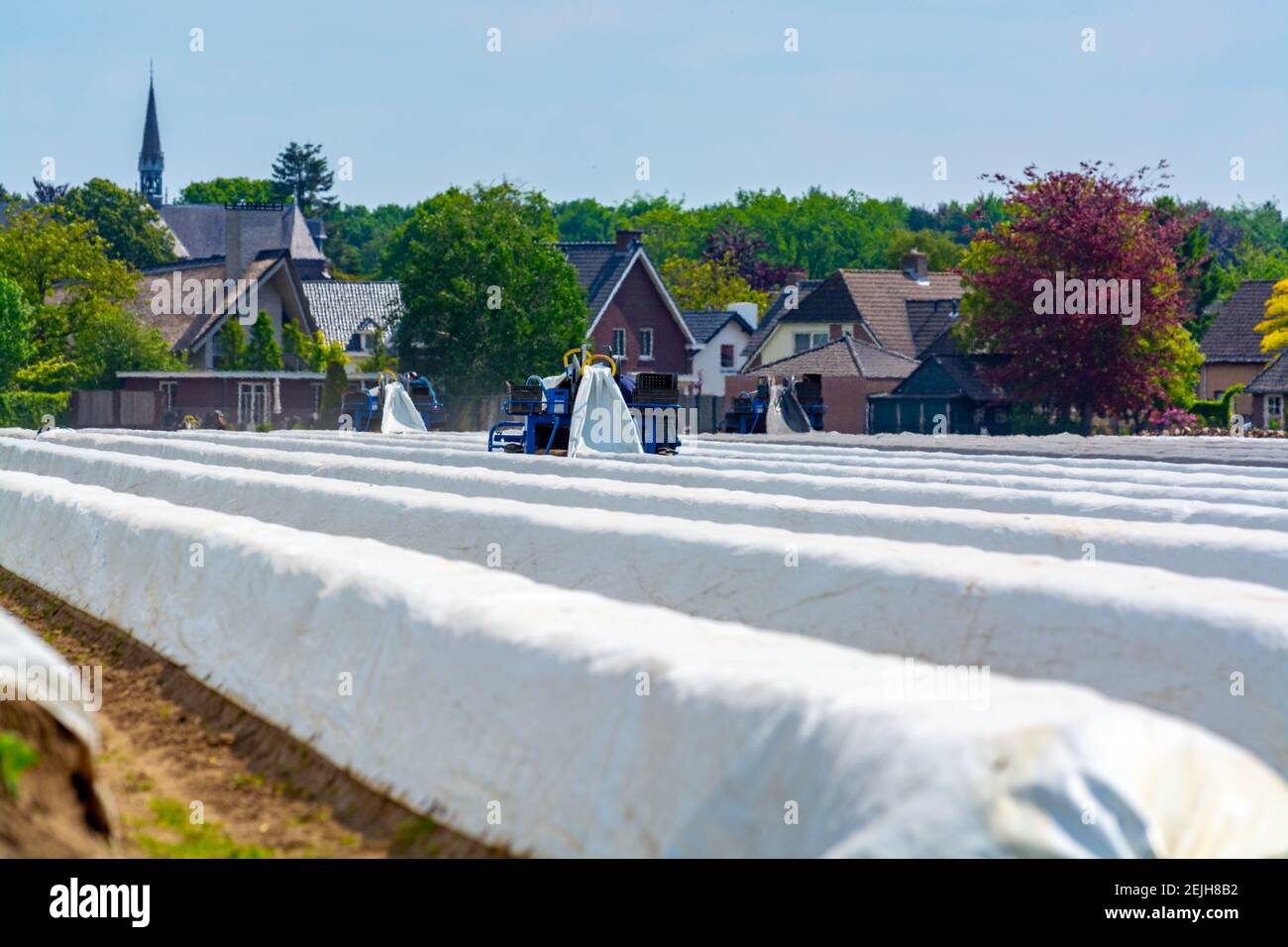 Saisonarbeiter aus östlichen EU-Ländern ernten im Frühjahr weißen Spargel auf landwirtschaftlichen Feldern in Nehmerland Stockfoto