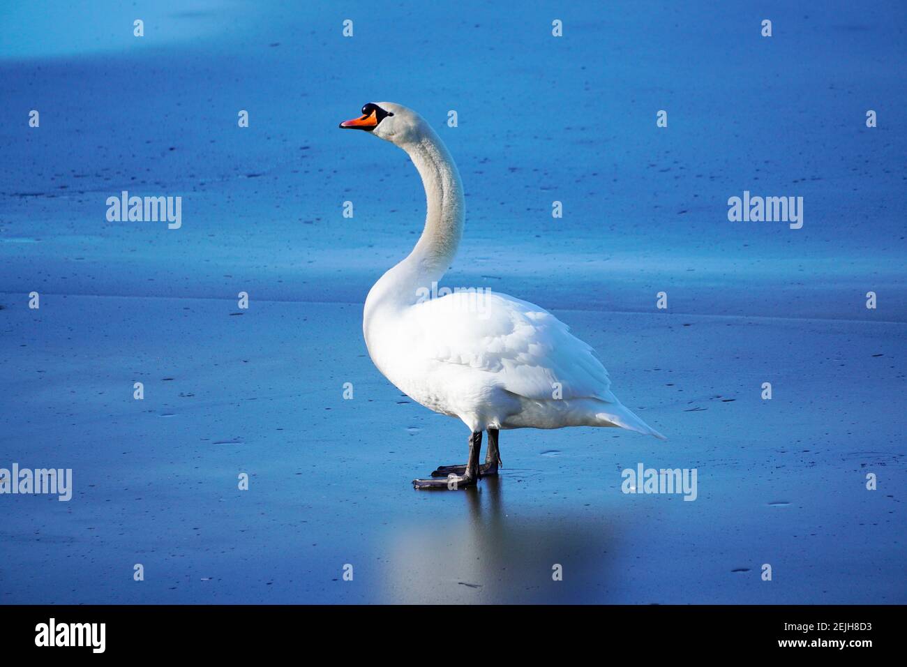 Weißer Schwan auf einem gefrorenen See. Gefrorene blaue Wasseroberfläche eines Teiches mit einem Schwan in der Mitte. Stockfoto