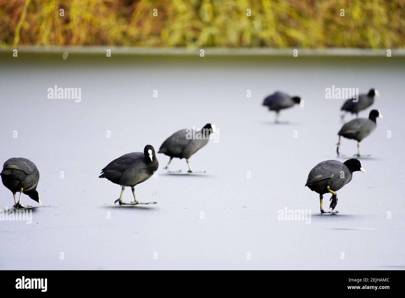 Blässhühner laufen auf einem gefrorenen Teich. Eisfläche auf einem See mit Wasservögeln im Winter. Stockfoto