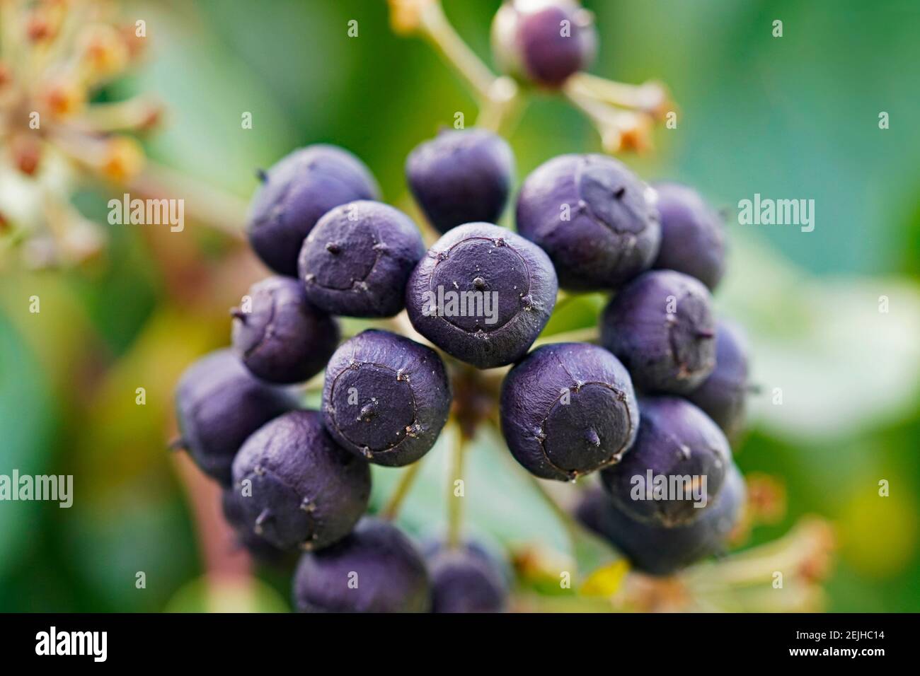 Giftige Efeu-Beeren. Früchte einer Efeu-Pflanze. Efeu, Hedera Helix. Nahaufnahme. Stockfoto