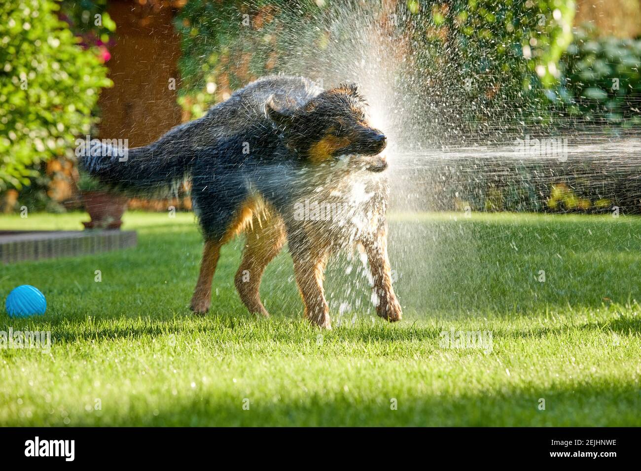 Böhmischer Schäferhund, haariger Hund, der im Garten mit Wasserbach spielt, überall Wasser spritzt. Foto mit Hintergrundbeleuchtung, sonniger Tag. Familienhundeaktivitäten. Stockfoto