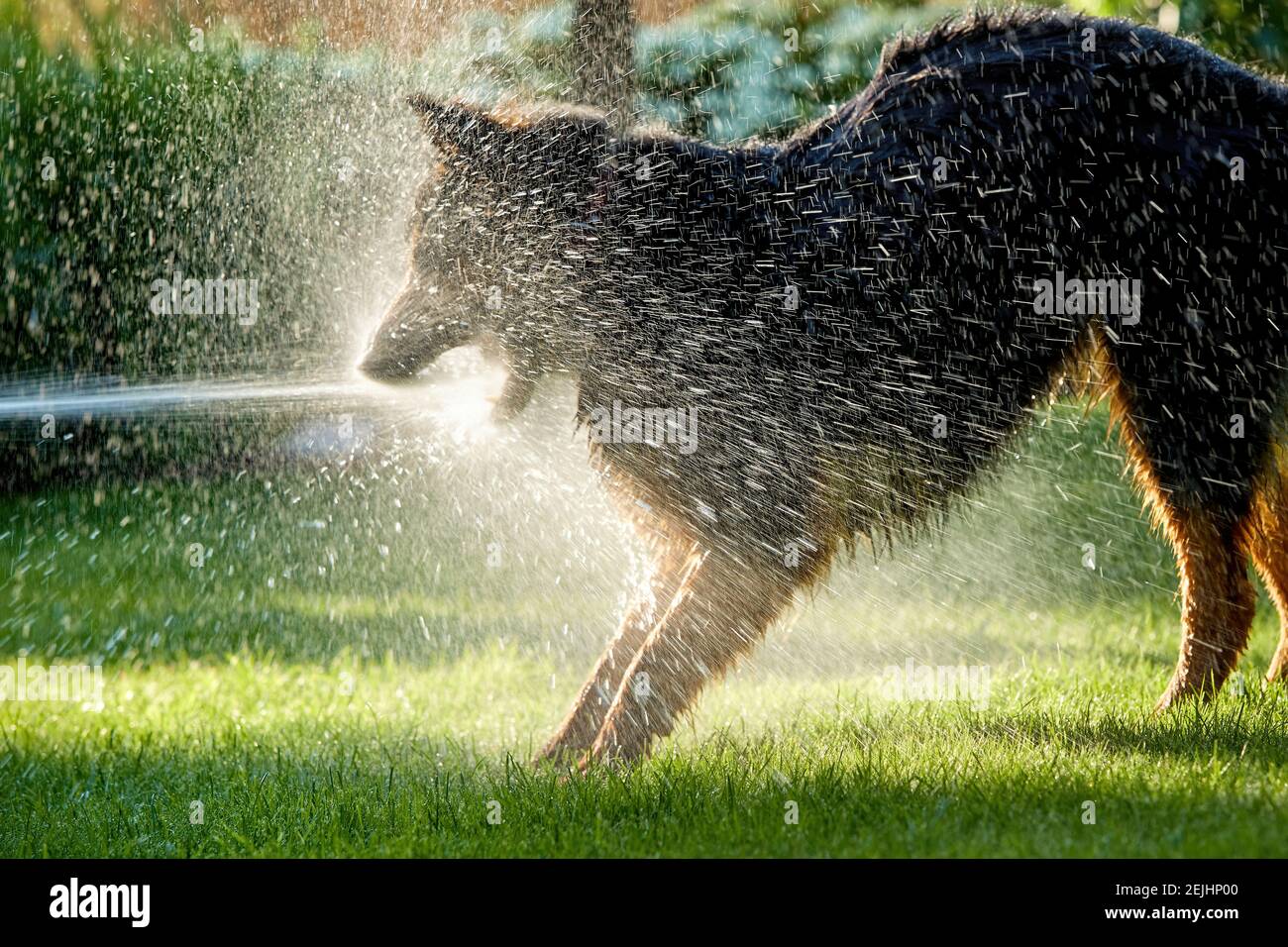 Böhmischer Schäferhund, haariger Hund, der im Garten mit Wasserbach spielt, überall Wasser spritzt. Foto mit Hintergrundbeleuchtung, sonniger Tag. Familienhundeaktivitäten. Stockfoto