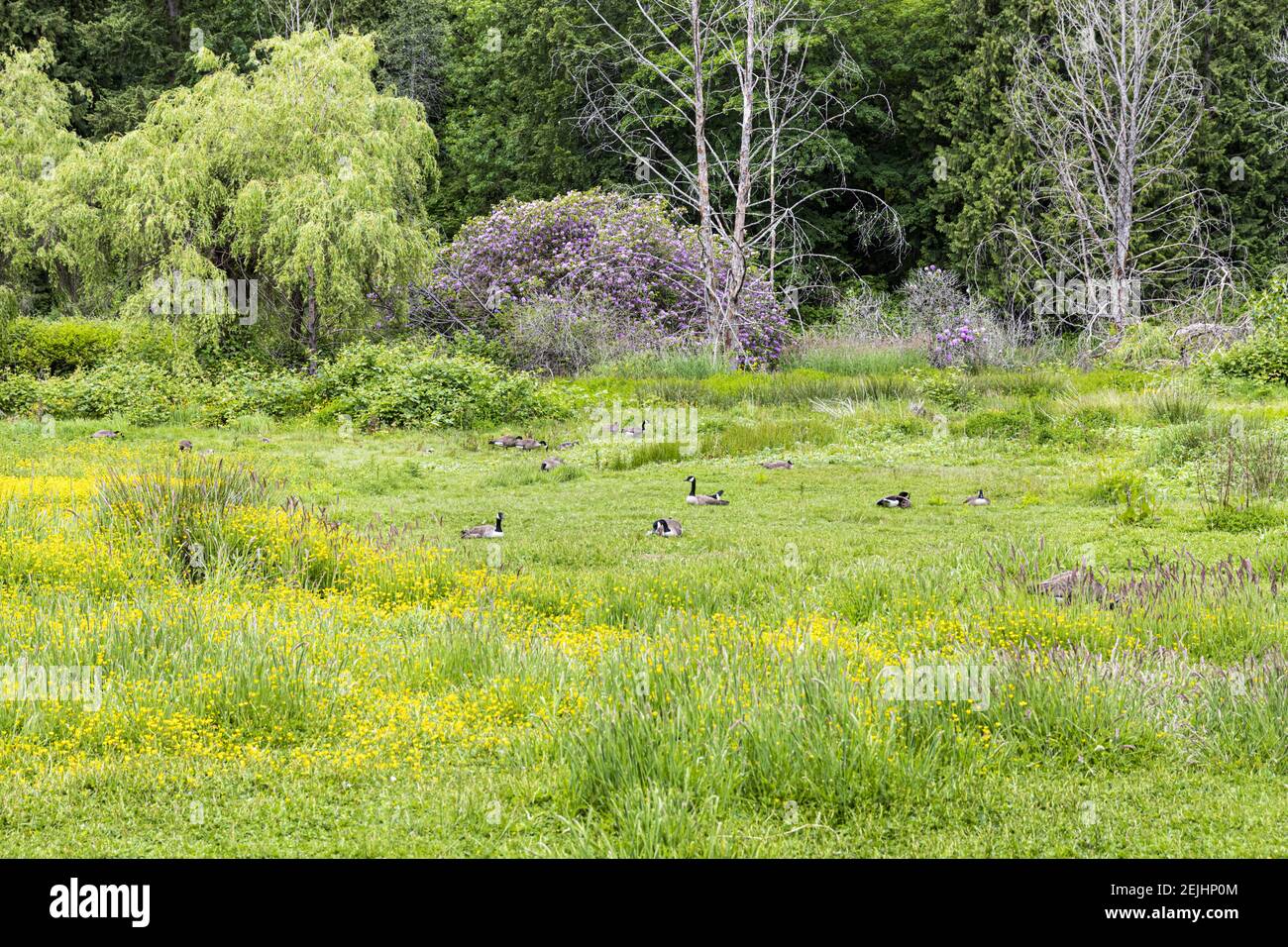 Gänse und Blumen im Stanley Park; Vancouver; British Columbia; Kanada Stockfoto