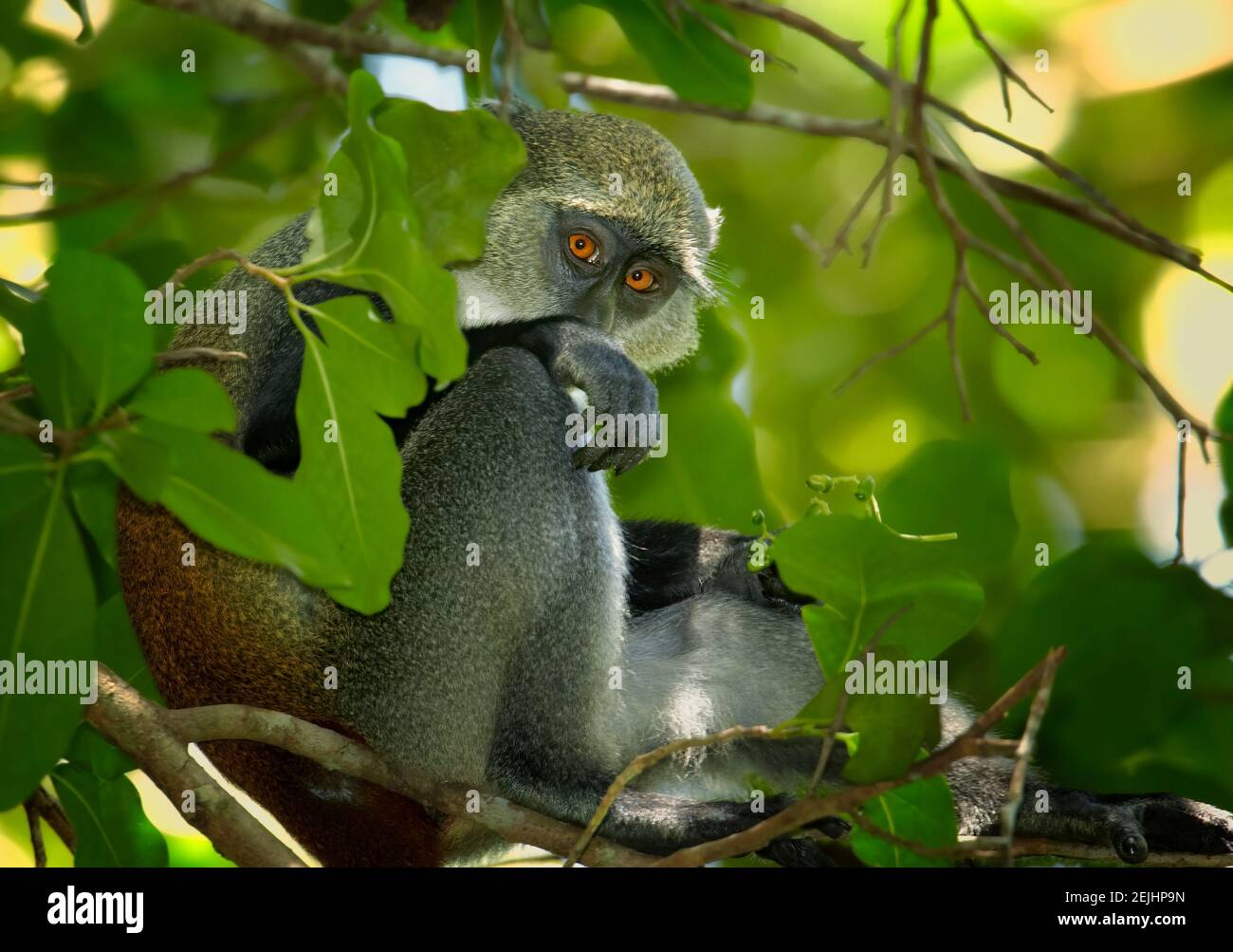 Schließen Sie Sykes' Affen, Cercopithecus albogularis in der typischen Umgebung von Sansibars Jozani-Wald. Porträt, orange Augen. Stockfoto