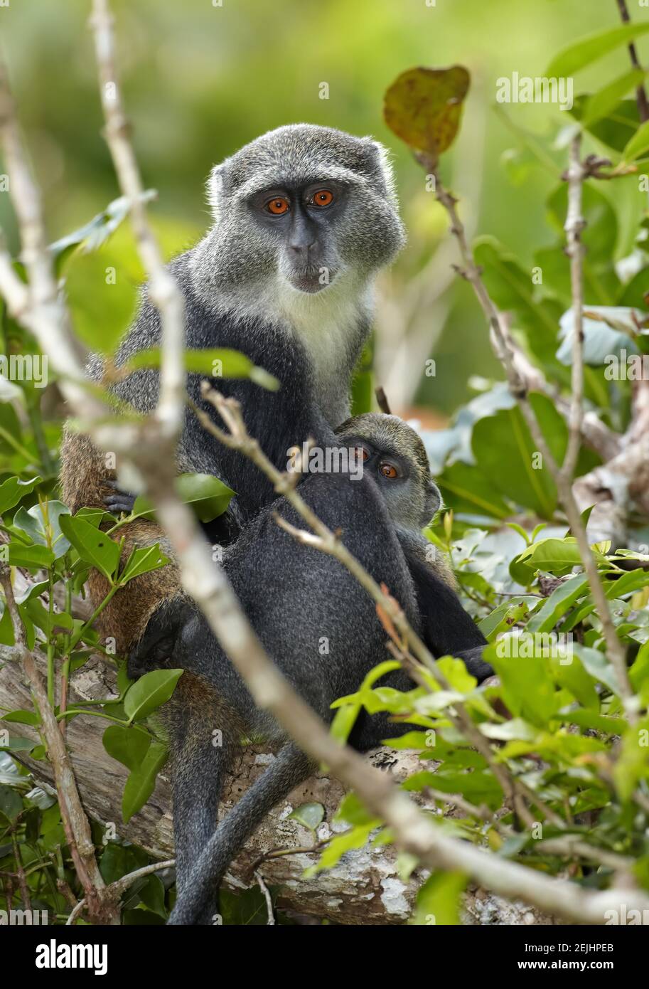 Schließen Sie Sykes' Affen, Cercopithecus albogularis in der typischen Umgebung von Sansibars Jozani-Wald. Porträt, orange Augen. Stockfoto