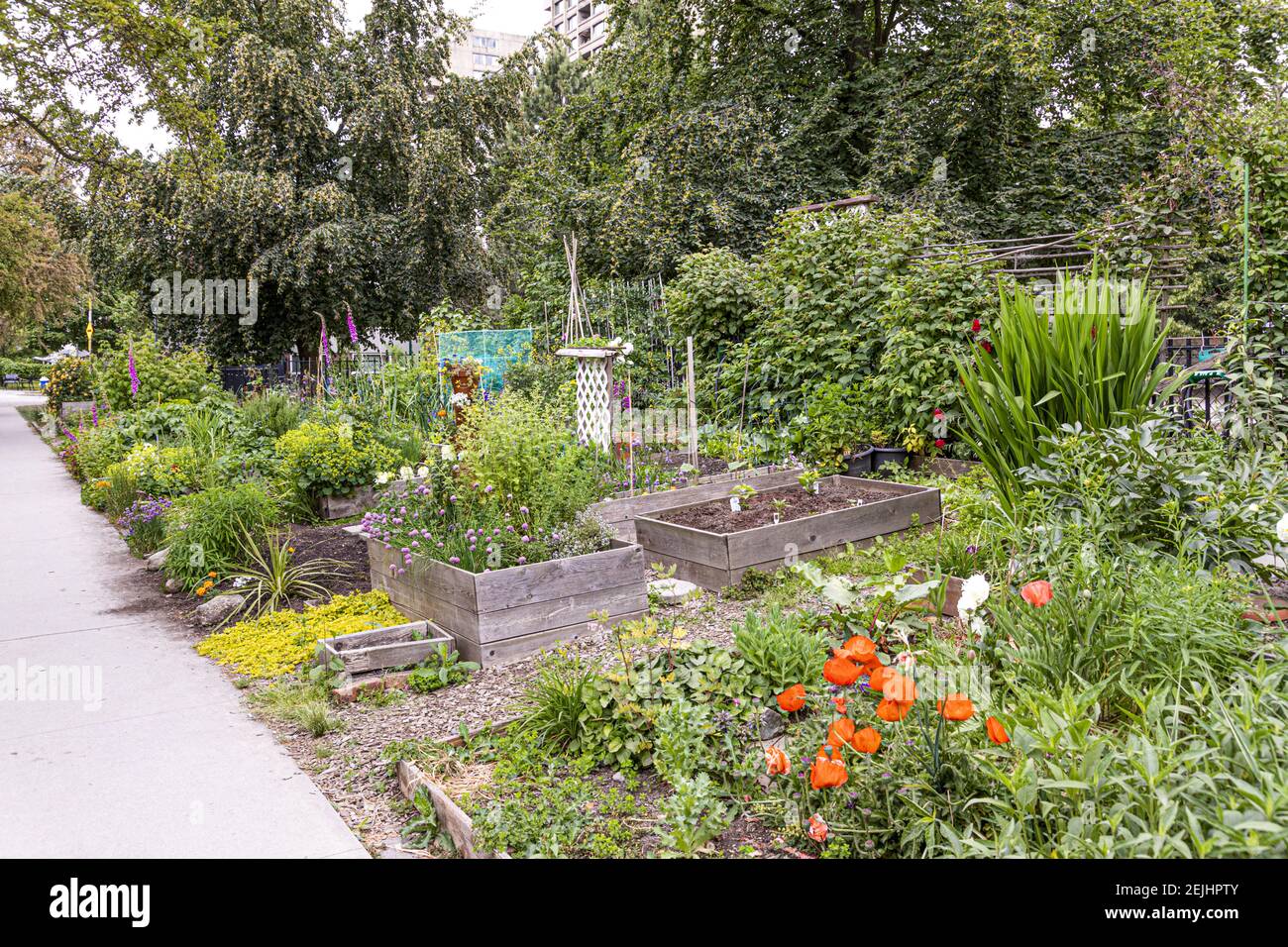 Nelson Park Community Garden in Vancouver, British Columbia, Kanada Stockfoto