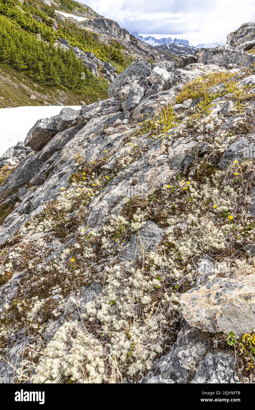 Flechten und gelbe Wildblumen auf Felsen Anfang Juni an der Kanada/USA Grenze neben dem Klondike Highway nordöstlich von Skagway, Alaska, USA Stockfoto