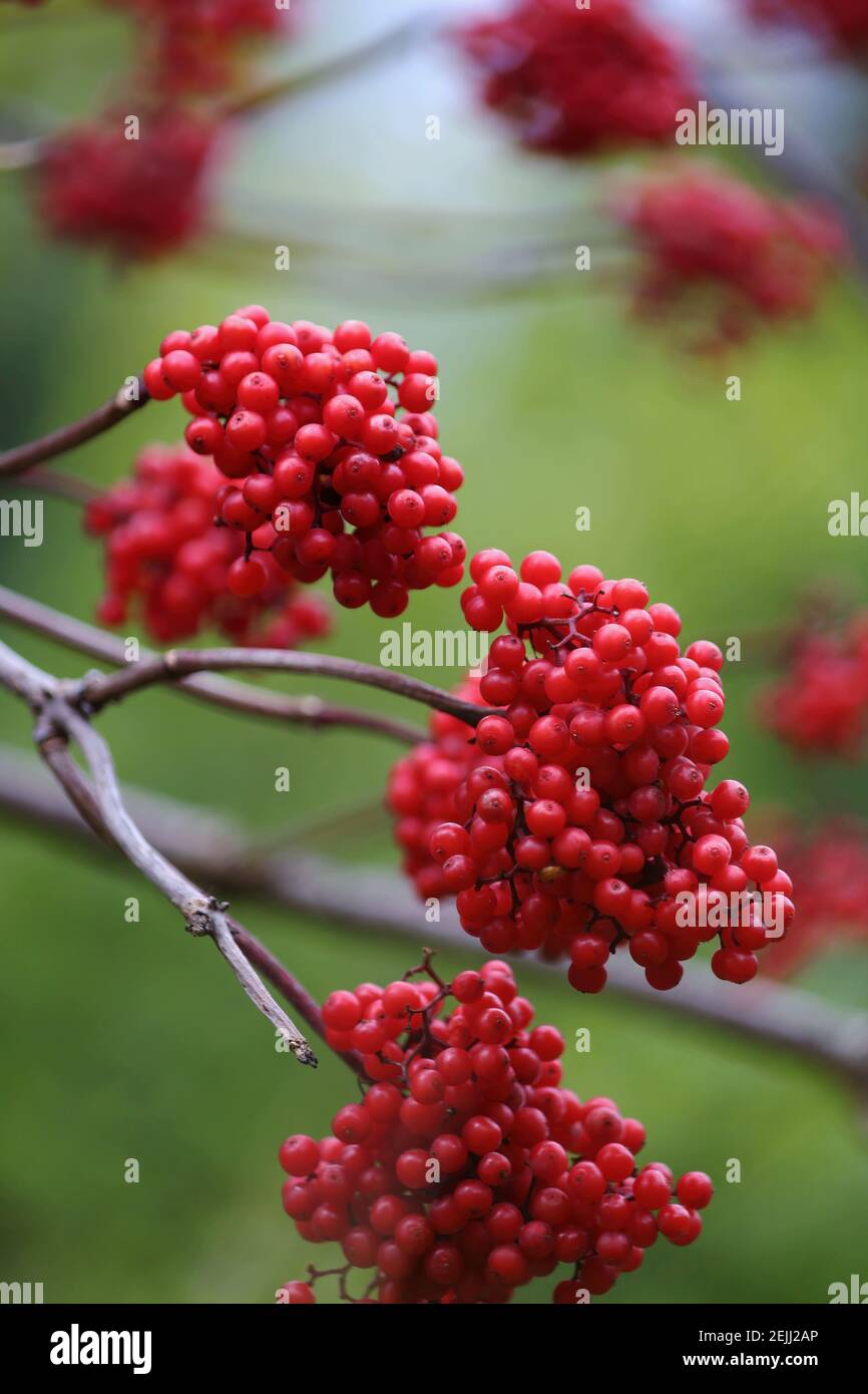 Ein Pinsel aus roter Holunderbeere mit kleinen dunkelroten Beeren Nahaufnahme vor einem Hintergrund von grünem Laub im Wald. Sambucus racemosa oder rote Holunderbeere. Stockfoto