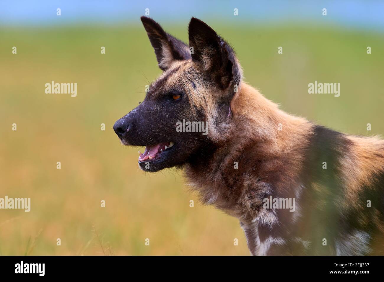 Porträt eines afrikanischen Wildhundes, Lycaon pictus, eines vom Aussterben bedrohten afrikanischen Raubtieres gegen grüne Savanne. Seitenansicht. Stockfoto