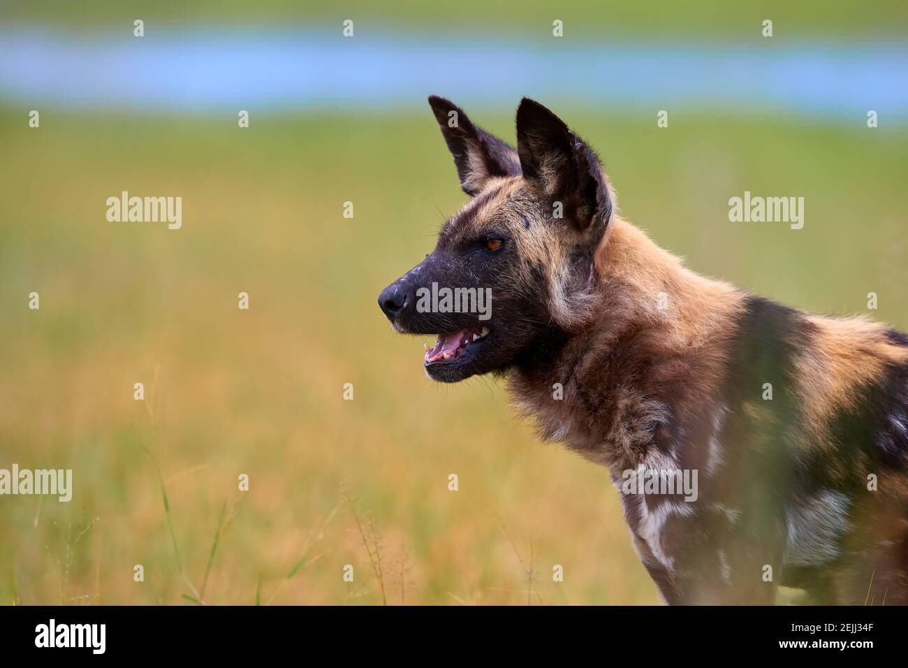 Porträt eines afrikanischen Wildhundes, Lycaon pictus, eines vom Aussterben bedrohten afrikanischen Raubtieres gegen grüne Savanne. Seitenansicht. Stockfoto