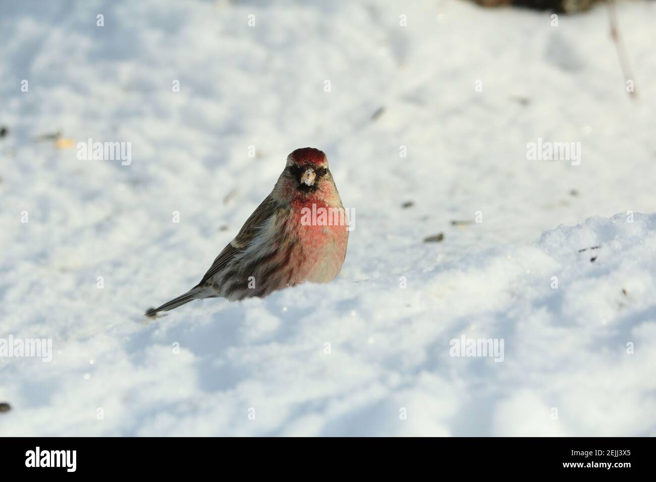 Ein kleiner rotbrauner Vogel auf dem blauen sonnendurchfluteten Schnee schaut an einem Wintertag intensiv in die Kamera. Porträt von Acantthis flammea, gemeiner Rottenpoll. Stockfoto