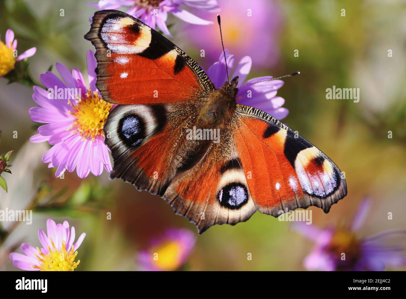 Aglais io oder Europäischer Pfau Schmetterling oder Pfau. Schmetterling auf einer Blume. Ein hell erleuchteter rot-brauner orangefarbener Schmetterling mit blauen Fliederflecken auf Flügeln. Stockfoto