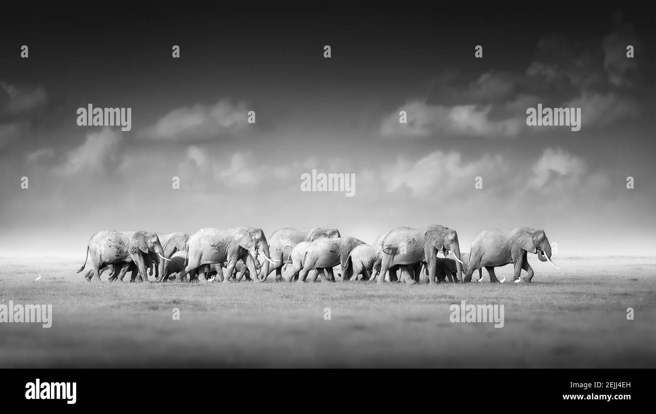 Künstlerisches Schwarzweiß-Foto einer großen Herde afrikanischer Elefanten, Loxodonta africana, von Erwachsenen bis neugeborenen Kälbern vor dunklem Hintergrund. Kenia. Stockfoto