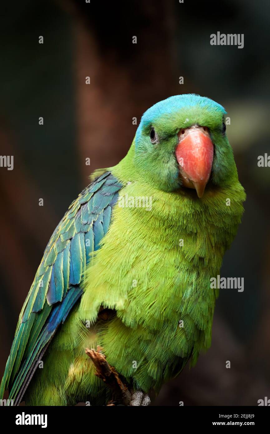 Porträt des Blaunackpapagei, Tanygnathus lucionensis, farbenfroher Papagei, heimisch auf den Philippinen. Grüner Papagei mit rotem Schnabel und hellblauer Hinterkrone, Stockfoto