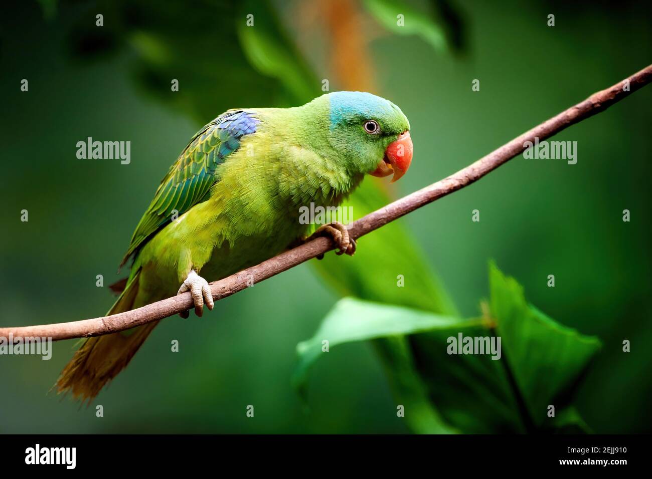 Blaunappiger Papagei, Tanygnathus lucionensis, farbenfroher Papagei, heimisch auf den Philippinen. Grüner Papagei mit rotem Schnabel und hellblauer rückwärtiger Krone auf tw Stockfoto