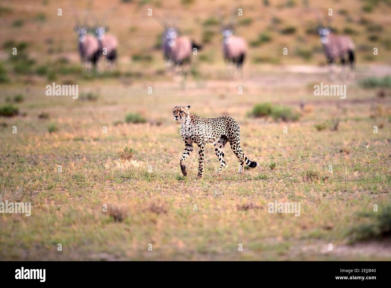 Jagd Gepard, Acinonyx jubatus zu Fuß direkt in die Kamera in ariden Savanne. Typische Kalahari Umgebung ein paar Wochen nach der grünen Saison. Tal o Stockfoto