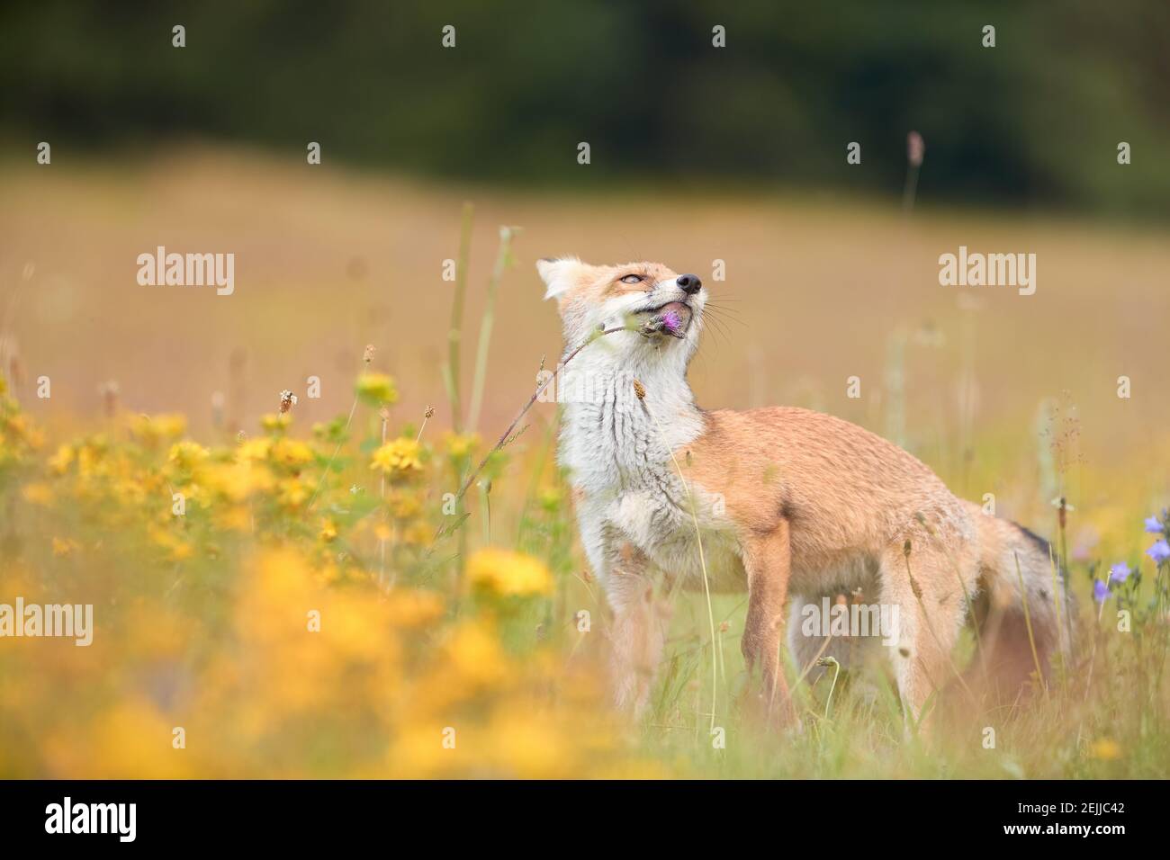 Frühlingsthema. Rotfuchsjunge spielt auf einer blühenden Hochlandwiese. Fuchs zwischen blauen und gelben Blüten. Low-Winkel-Foto von schönen Red Fox Junge, Vulpes V Stockfoto