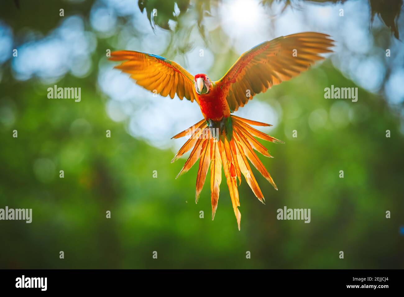 Bunte, natürliche Hybridform Ara macao x Ara ambigua, seltener Papagei, der mit ausgestreckten Flügeln direkt an die Kamera fliegt. Roter und orangefarbener Papagei im Regen Stockfoto