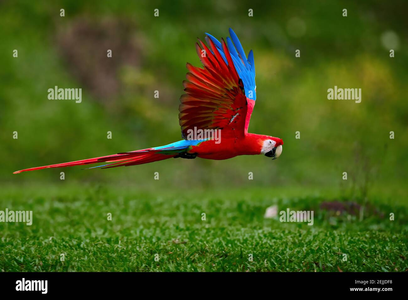 Fliegende Ara Papagei, isoliert auf verschwommenem grünem Hintergrund.  Leuchtend rot und blau südamerikanischer Papagei, Ara macao, Scharlachara,  fliegend mit Outstretche Stockfotografie - Alamy