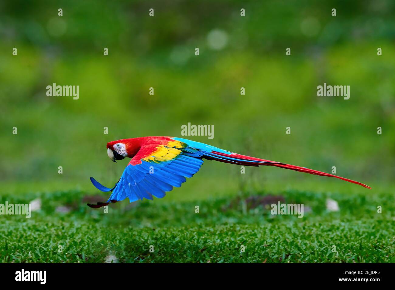 Fliegende Ara Papagei, isoliert auf verschwommenem grünem Hintergrund.  Leuchtend rot und blau südamerikanischer Papagei, Ara macao, Scharlachara,  fliegend mit Outstretche Stockfotografie - Alamy