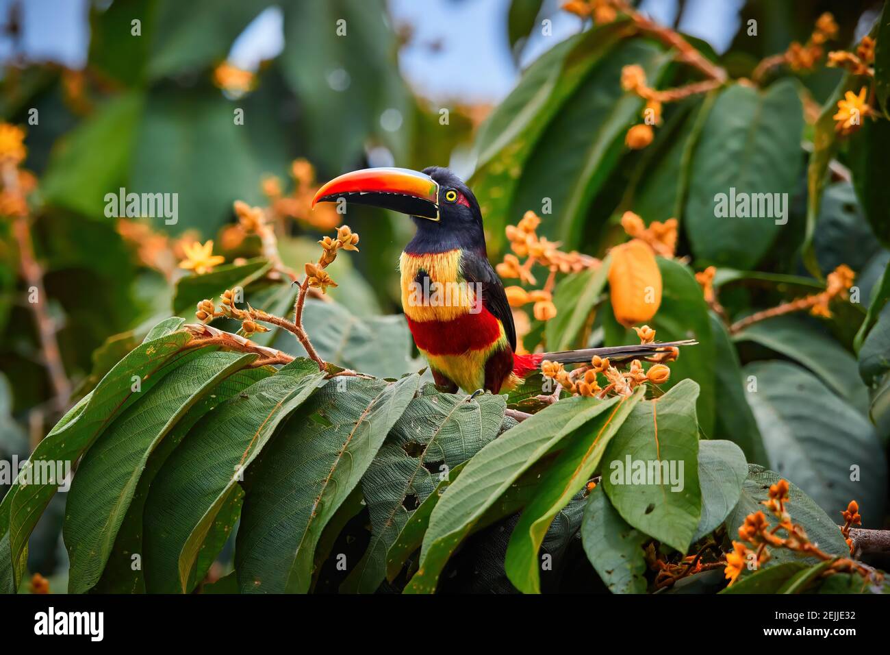 Fiery-billed Aracari, Pteroglossus frantzii, Tukan zwischen grünen Blättern und orangefarbenen Früchten. Großer rot-schwarzer Schnabel, schwarzes, gelbes und rotes Gefieder. Typisch Stockfoto