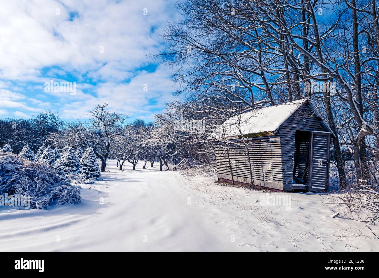 Lagerschuppen auf weihnachtsbaumfarm und alten Apfelgarten. Stockfoto