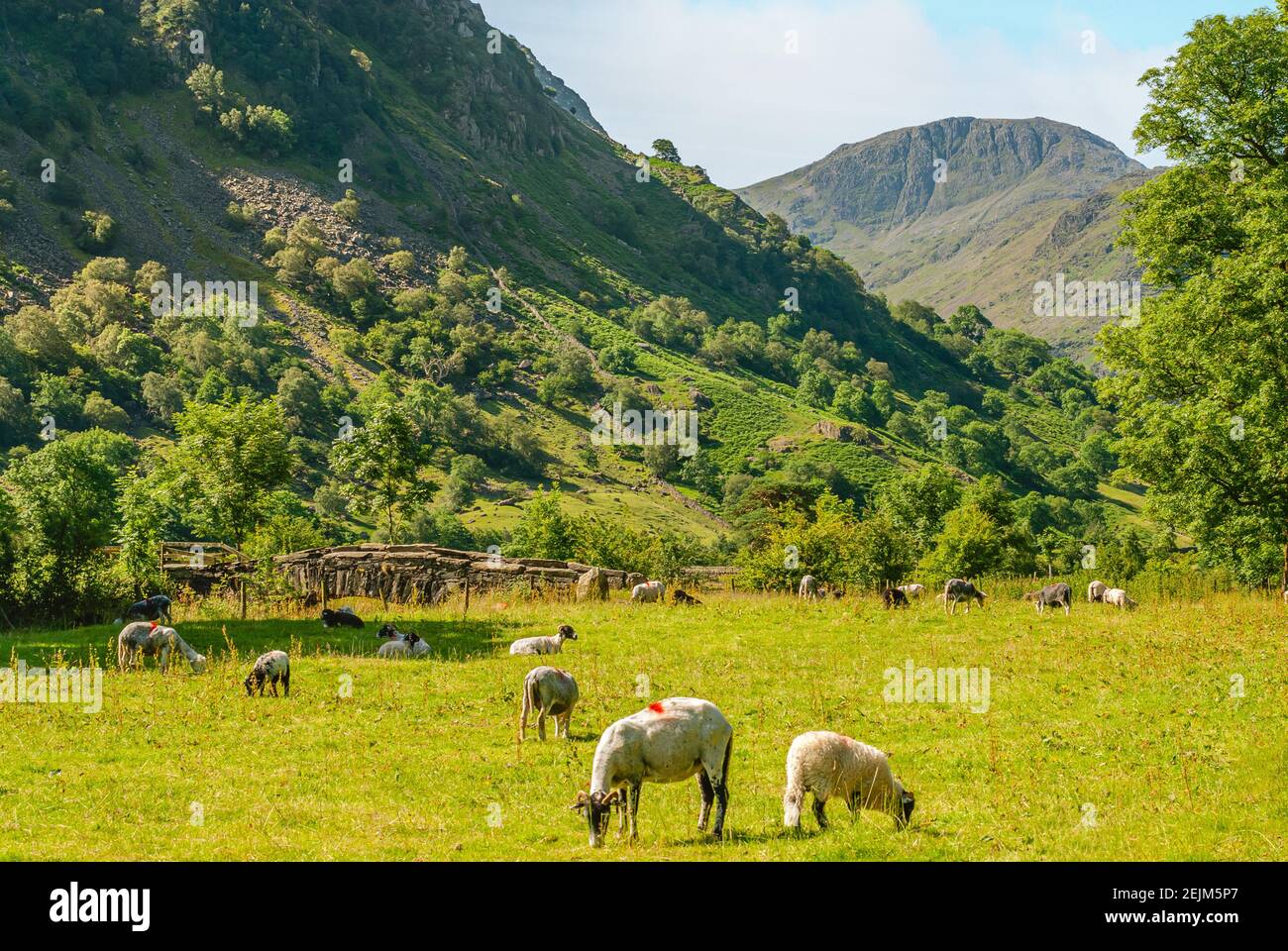 Schaffarm am englischen Lake District in Cumbria, England, mit dem Great Gable Mountain im Hintergrund Stockfoto