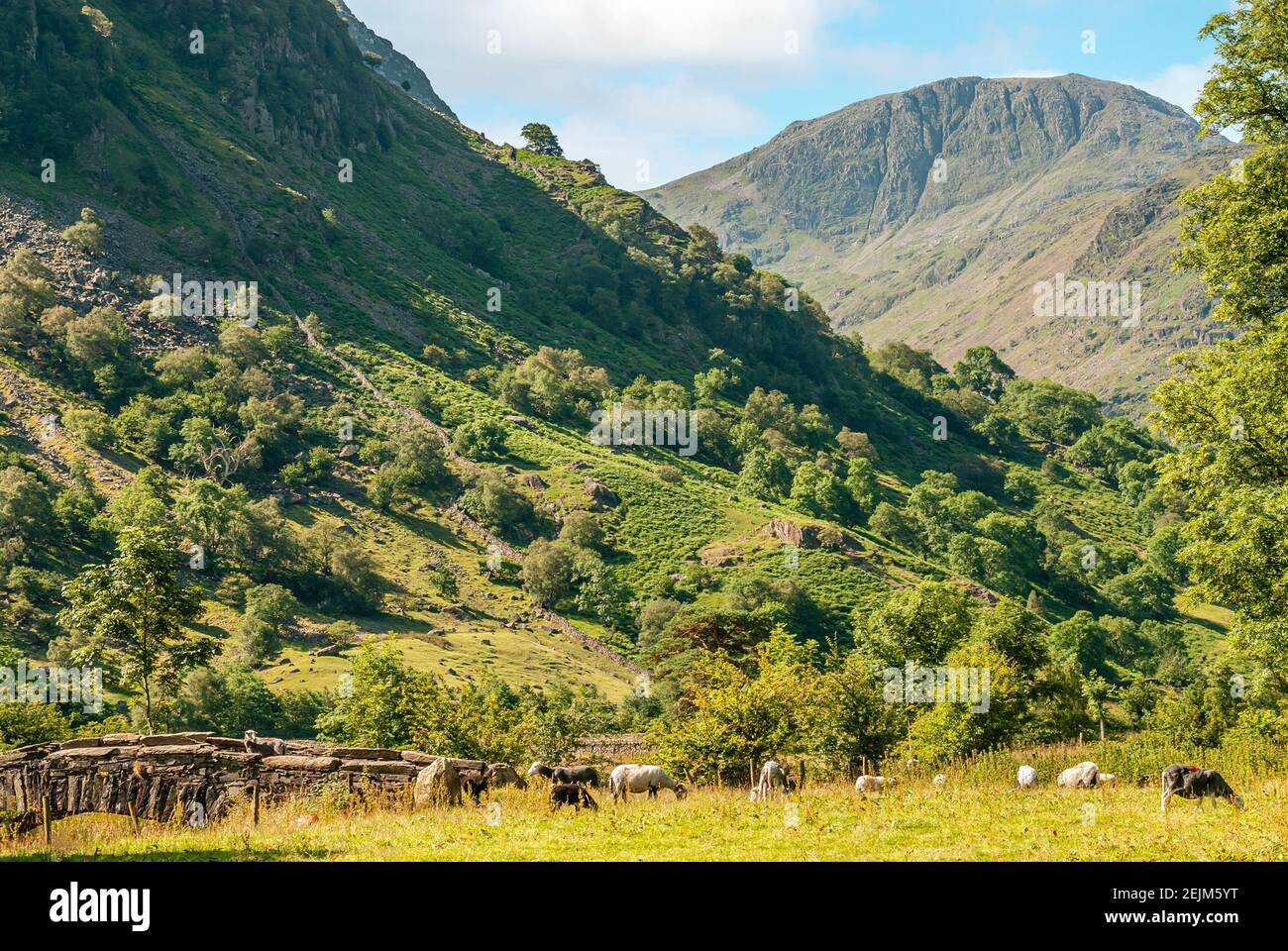 Schaffarm am englischen Lake District in Cumbria, England, mit dem Great Gable Mountain im Hintergrund Stockfoto