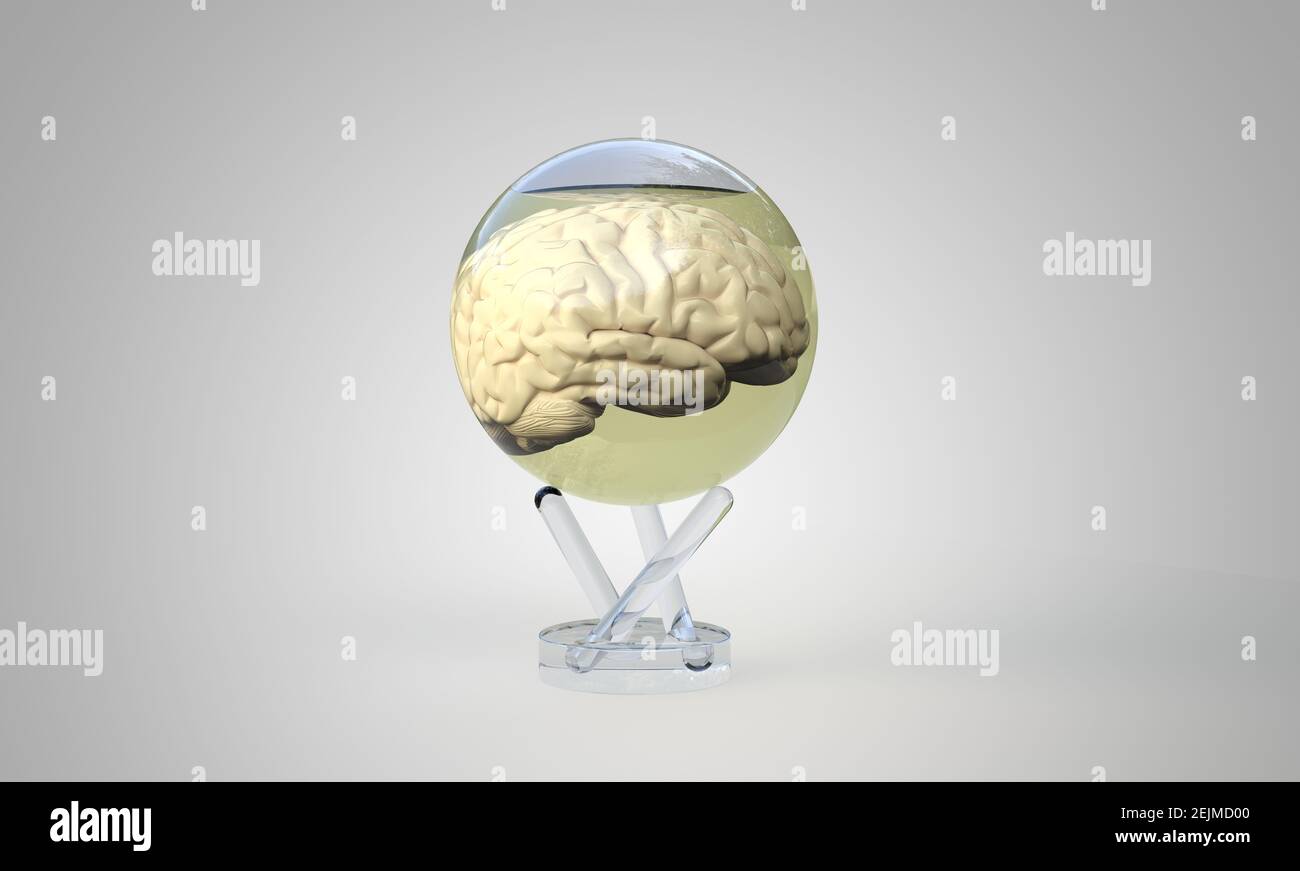 Menschliches Gehirn in einer Kugel - 3D Rendering Stockfoto