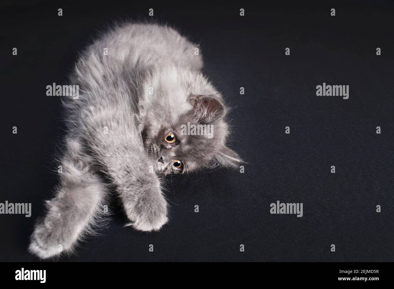 Süß aussehende langhaarige graue Katze, die auf seiner Seite liegt, mit den Pfoten, die zur Kamera gestreckt sind. Stockfoto