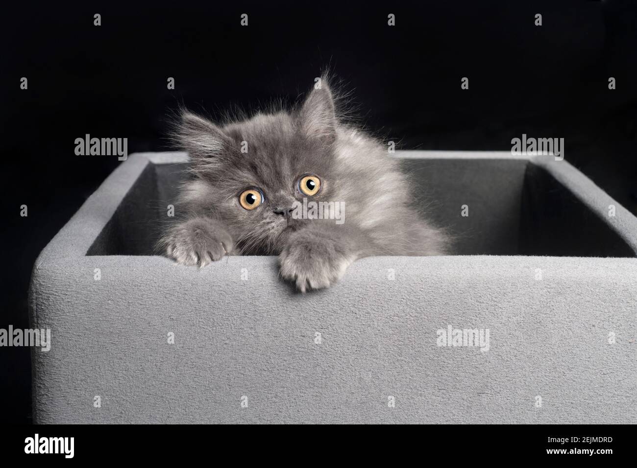 Niedliches graues Kätzchen, das aus einem grauen Würfel klettert und die Kamera anschaut. Stockfoto